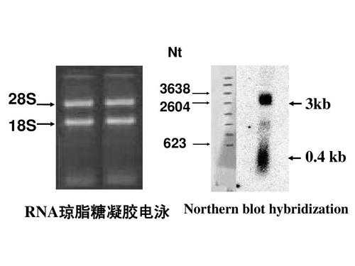 rna染料染色原理,rna染色后是什么颜色 -图1