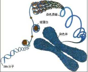 dna的染料及其原理 染色dna的染料-图2