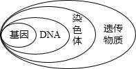 dna的染料及其原理 染色dna的染料-图3