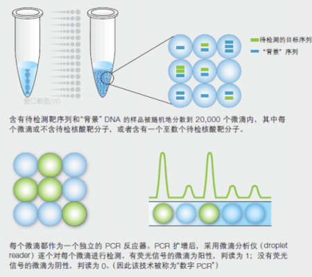 南京做pcr时核酸染料染色原理-图3