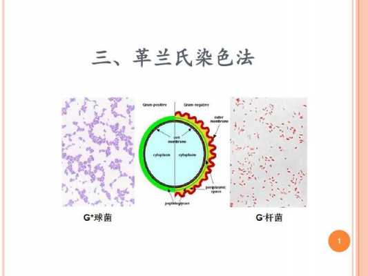  革兰染色法中不用的染料「革兰染色法中不用的染料是」-图1