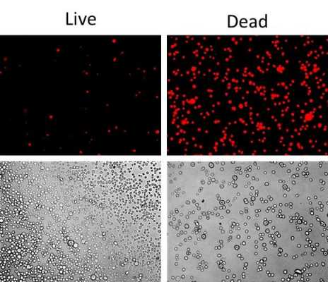 死细胞染色用什么染料-图1