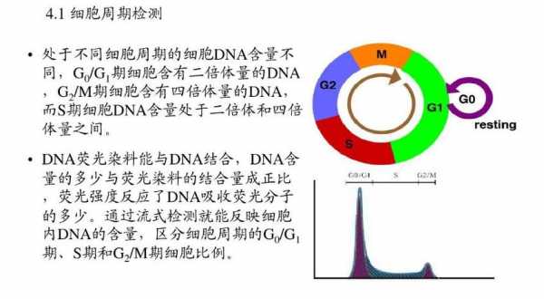 核酸染料eb的作用原理-核酸染料EB的染色原理-图2