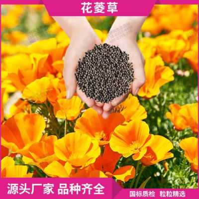  花菱草图片大全染色布染料「花菱草种子的种植方法和时间」-图2