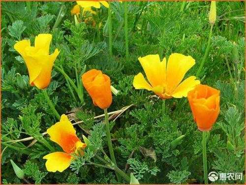  花菱草图片大全染色布染料「花菱草种子的种植方法和时间」-图3