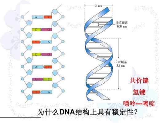  DNA为何容易被碱性染料染色「为什么dna在碱性条件下稳定」-图3