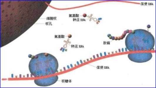 核糖体显酸性还是碱性-核糖体能被碱性染料染色么-图2