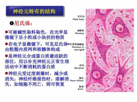 核糖体显酸性还是碱性-核糖体能被碱性染料染色么-图3