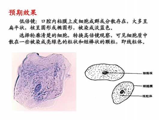 线粒体活体染色手绘图 线粒体活体染色的染料-图1