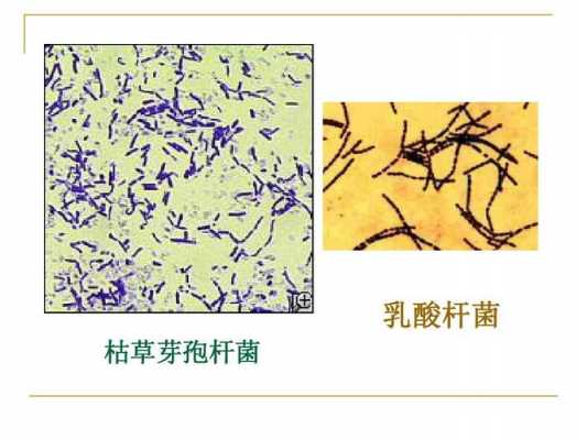 芽孢染色常采用的染料是_芽孢染色常采用的染料是哪种-图3