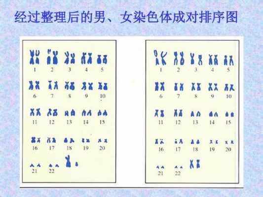 染色体染色常用的染色剂是什么-染料染染色体-图1