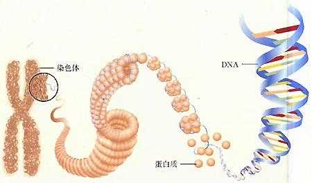 能够染细胞中dna的染料,并说明染色机理-能染色dna的染料是-图3