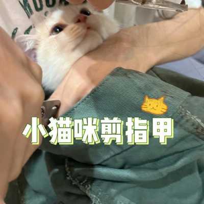 猫指甲剪完怎么修复的图片,猫指甲剪完怎么修复的图片 -图3