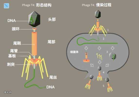 噬菌体颜色-图1