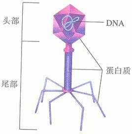 噬菌体颜色-图2