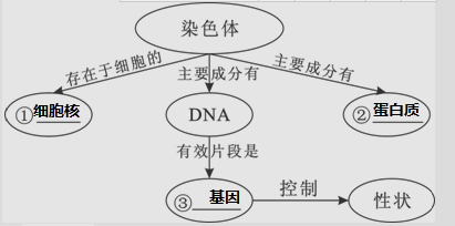 碱性染料染色体的目的-图2