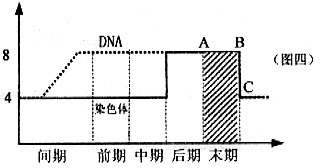 着丝点会被碱性染料染色吗（着丝点与染色体的数量关系）-图1