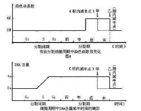 着丝点会被碱性染料染色吗（着丝点与染色体的数量关系）-图2