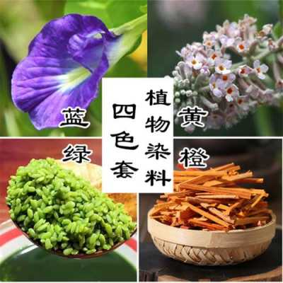 染色花用什么染料-染色用什么植物染料好-图3