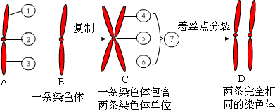 能用于染色体染色的染料,染色体可以用什么染色 -图3