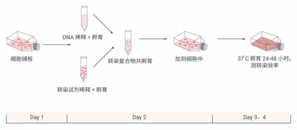  悬浮体连续染色法用染料「悬浮细胞转染提高转染效率」-图3