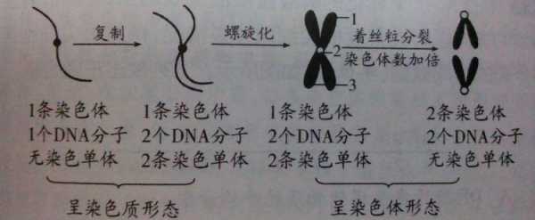 染色质可以被碱性染料染色嘛,染色体可以被碱性染料染色 -图3