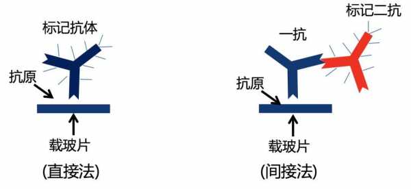  荧光染料对染色体染色原理「荧光染色的原理」-图1