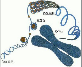 染色体染料是啥（染色体是啥玩意）-图2