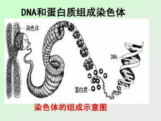 染色体易被什么碱性染料,染色体易被什么碱性染料吸收 -图3