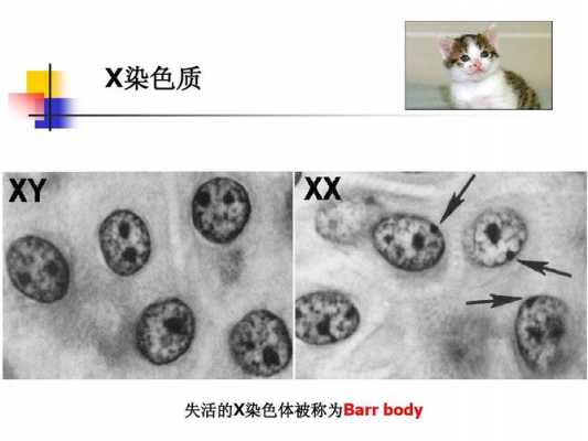 染色体经碱性染料染色,染色体碱性染料为什么呈酸性 -图3