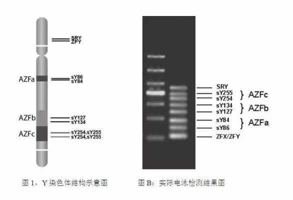 外周血染色体染料_外周血染色体用什么管-图3