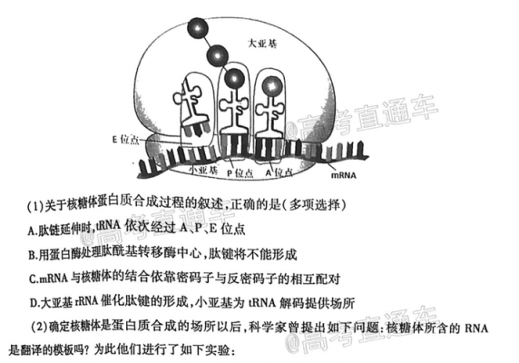 核糖体可被碱性染料染色么（核糖体合成的染色体蛋白会被运输到线粒体和叶绿体里吗）-图1