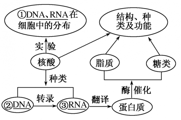 核糖体可被碱性染料染色么（核糖体合成的染色体蛋白会被运输到线粒体和叶绿体里吗）-图2