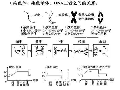 什么是染色体的专一染料,什么是染色体的专一染料组成 -图2