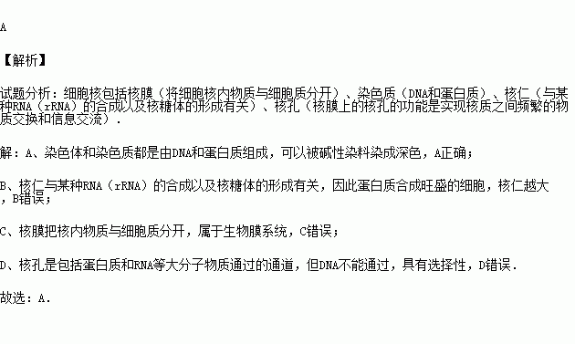 有核膜是否能染色晶体染料（有核膜是否能染色晶体染料的原因）-图2