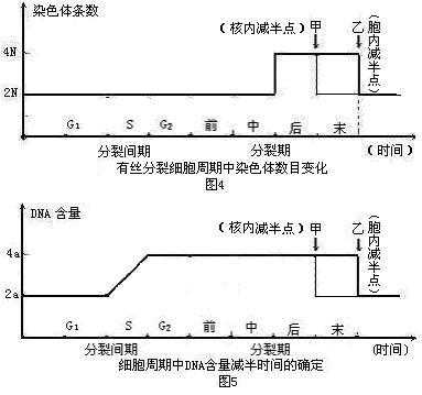 碱性染料染色遗传物质变化图-碱性染料染色遗传物质变化-图2