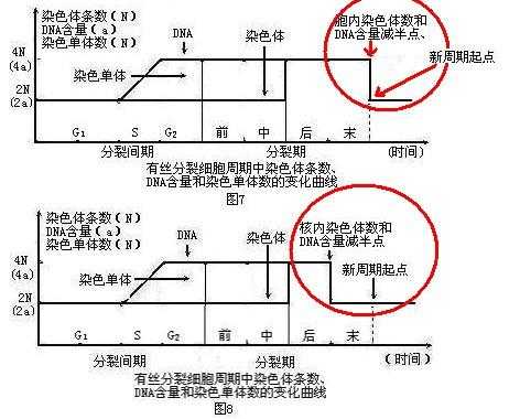 碱性染料染色遗传物质变化图-碱性染料染色遗传物质变化-图1