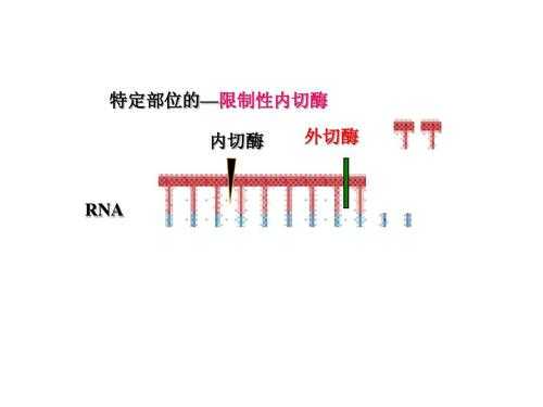 rna可被碱性染料染色吗,为什么rna在碱性条件下溶解 -图3