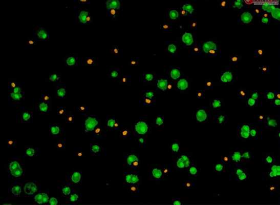  细菌活死染色染料「细菌活死染色染料有哪些」-图2