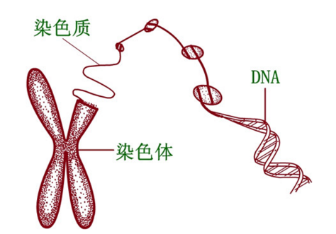 染色质和染色体-染色体和染料-图1