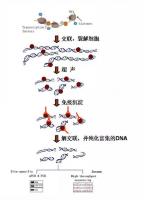 染料沉积法染色（染色质共沉淀法）-图2