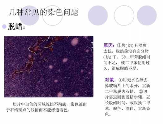 he染色中碱性染料是 he染色碱性染料是-图3