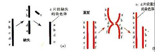 染色体会被碱性染料染成深色吗-染色体的碱性染料什么意识-图3