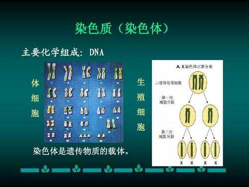 不参与染色质构成的是-图1