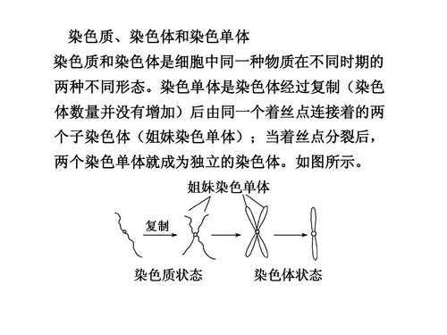 如何获取活性染色质染料 如何获取活性染色质染料-图2