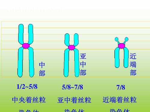 染色体类型有哪些-图2