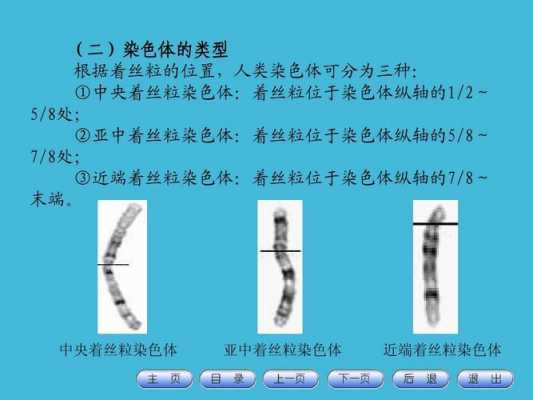 染色体类型有哪些-图3