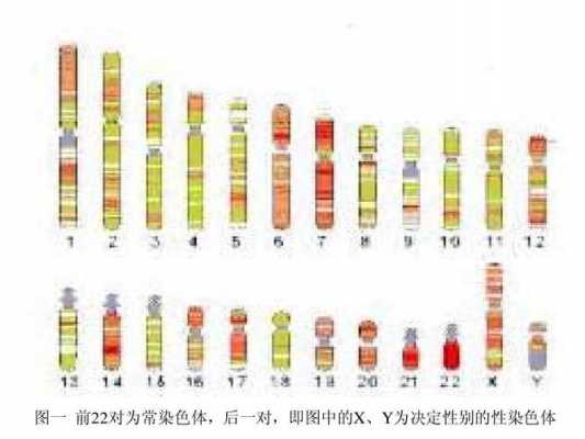  染色体碱性染料为什么酸性「染色体碱性染料为什么呈酸性」-图3