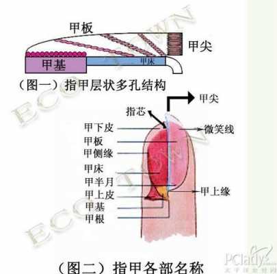 指甲结构受损怎么修复图片（指甲结构图与名称图片）-图3