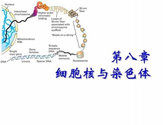 染细胞核和染色体的染料_染细胞核的染料是什么-图1